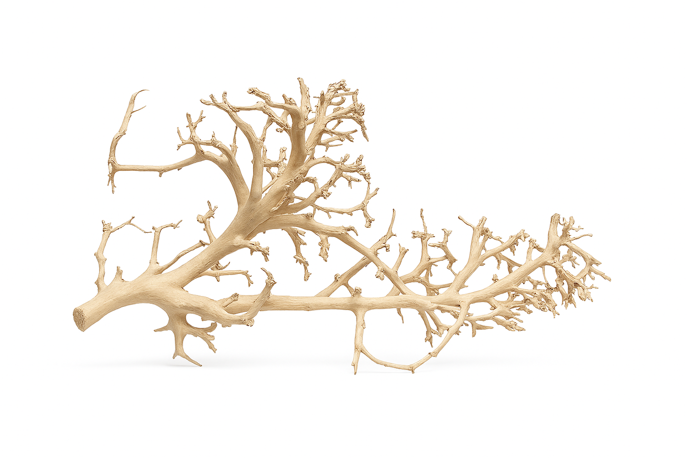 Coral Wood