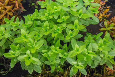 Bacopa Amplexicaulis