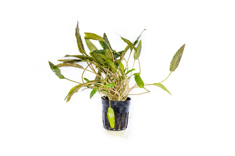 Cryptocoryne Mioya