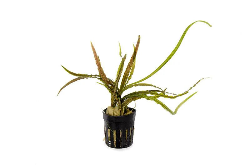 Cryptocoryne Retrospiralis