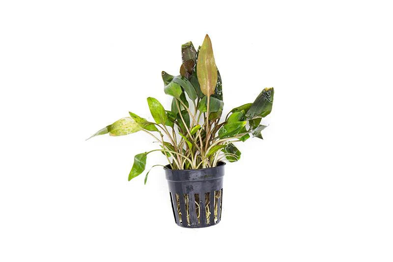 Cryptocoryne Walkeri