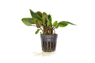 Cryptocoryne Wendtii Brown