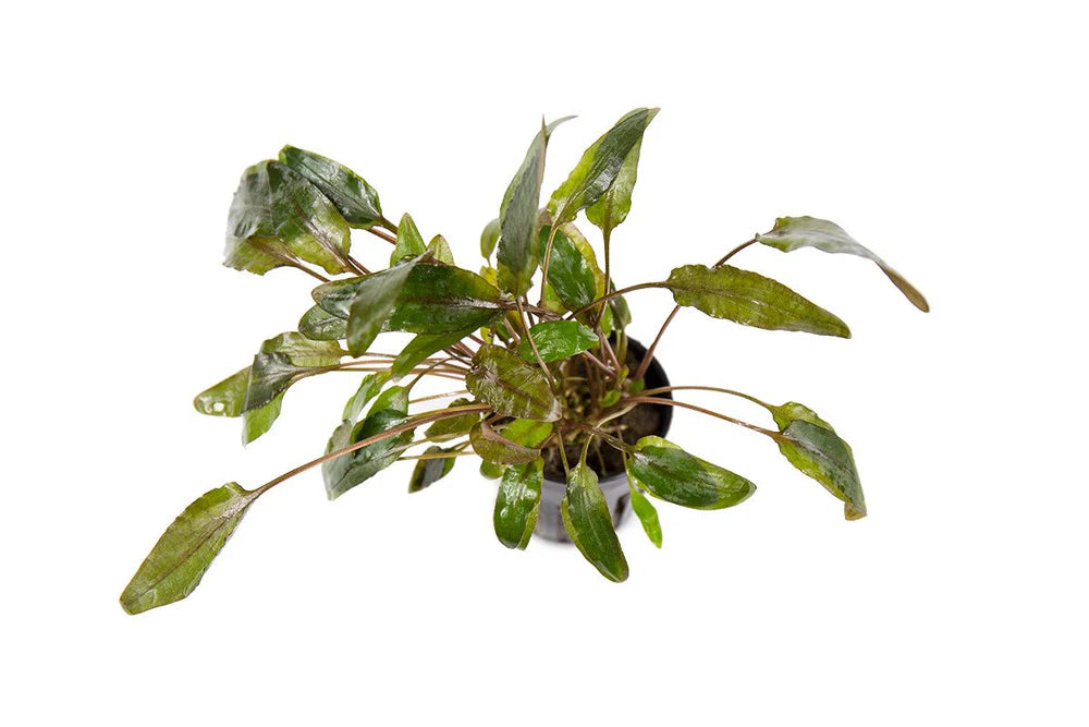 Cryptocoryne Wendtii Brown