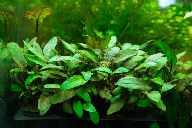 Cryptocoryne Wendtii Brown