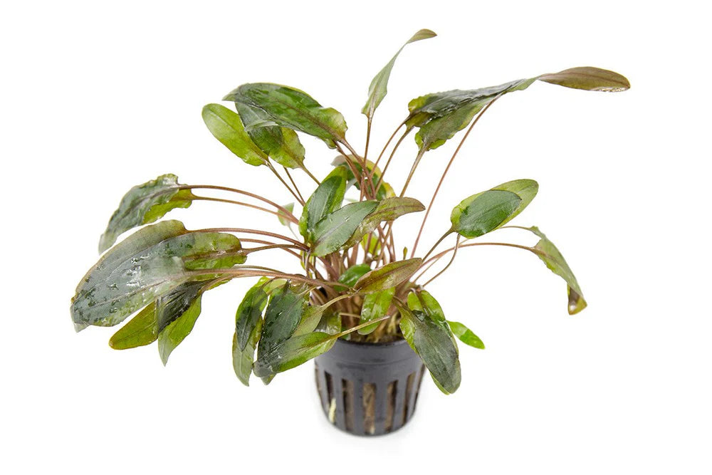 Cryptocoryne Wendtii Brown