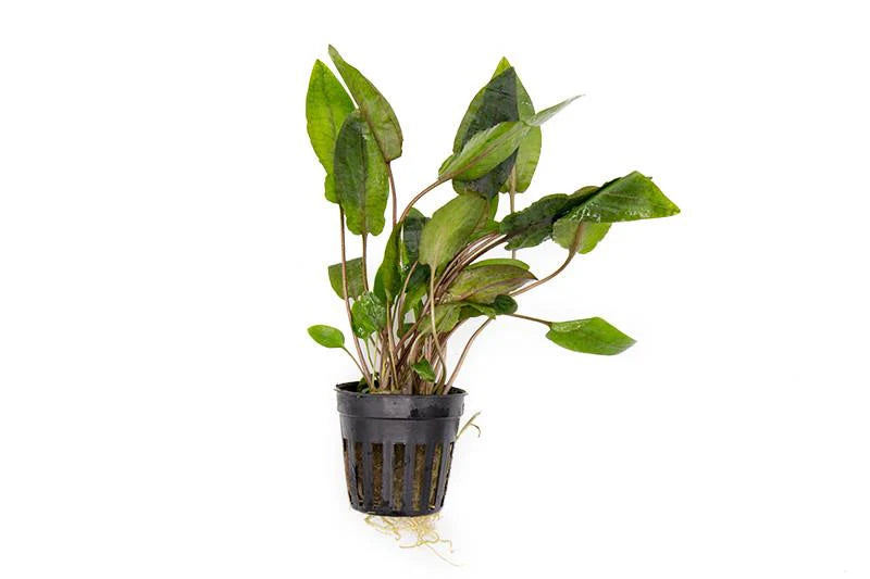 Cryptocoryne 'Tropica'