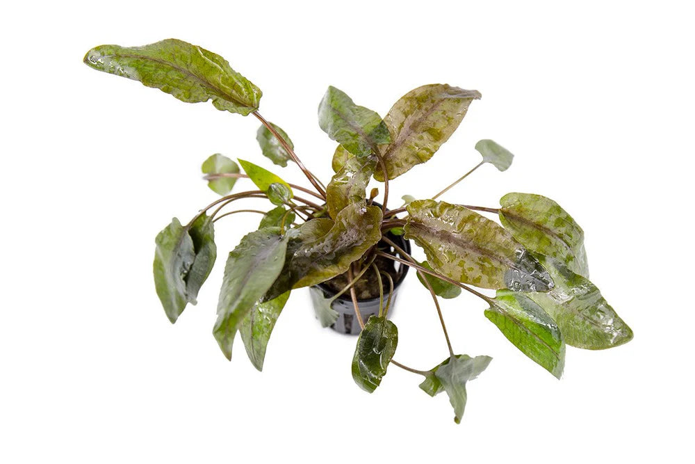 Cryptocoryne 'Tropica'