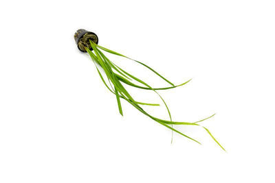 Cyperus Helferi