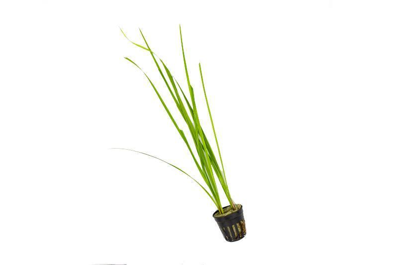 Cyperus Helferi