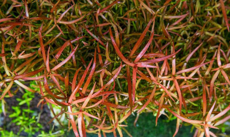 Ludwigia Arcuata