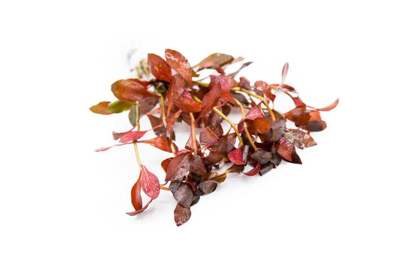 Ludwigia Glandulosa var. Diamond