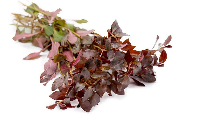 Ludwigia Glandulosa var. Diamond