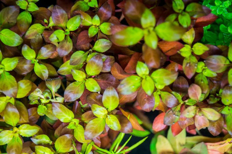 Ludwigia Glandulosa var. Diamond