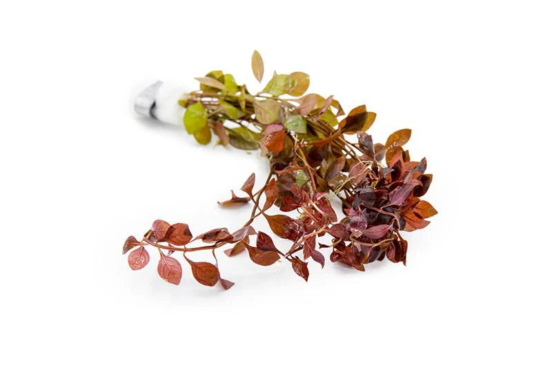 Ludwigia Natans Super Red