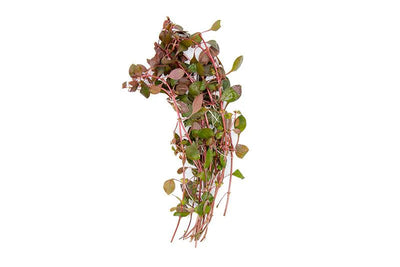 Ludwigia Natans Super Red