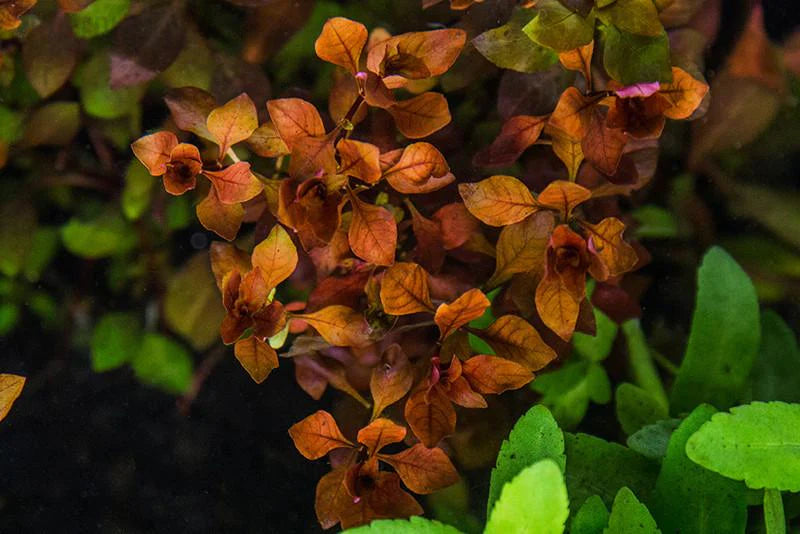 Ludwigia Natans Super Red