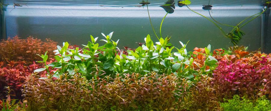 Ludwigia Natans Super Red