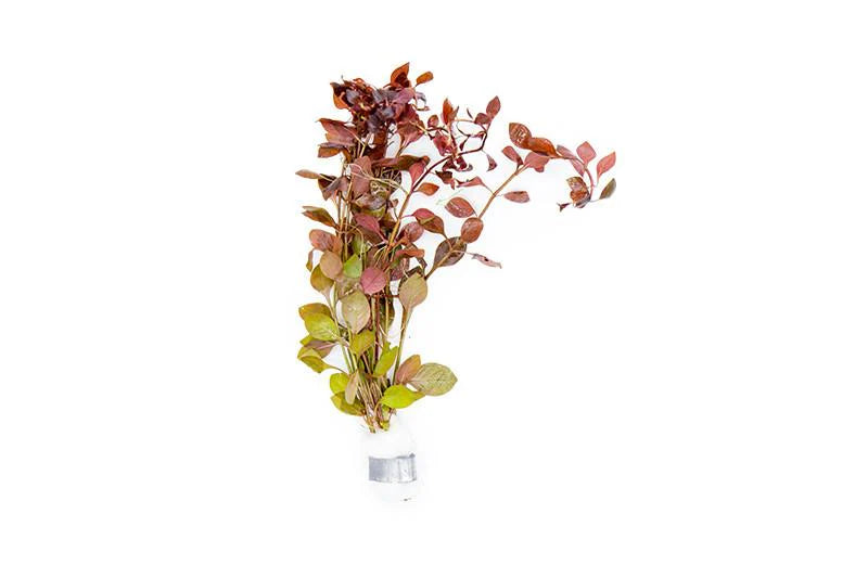 Ludwigia Natans Super Red