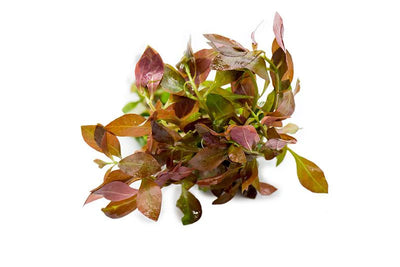 Ludwigia Ovalis