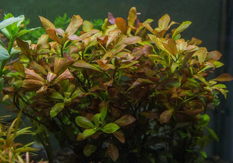 Ludwigia Ovalis