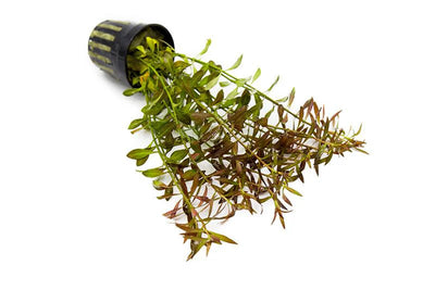 Ludwigia Palustris