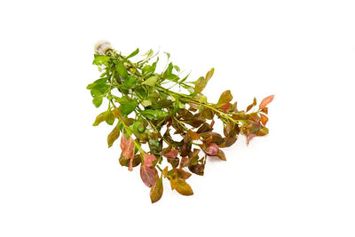 Ludwigia Repens