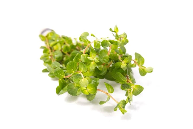 Rotala Ceylon