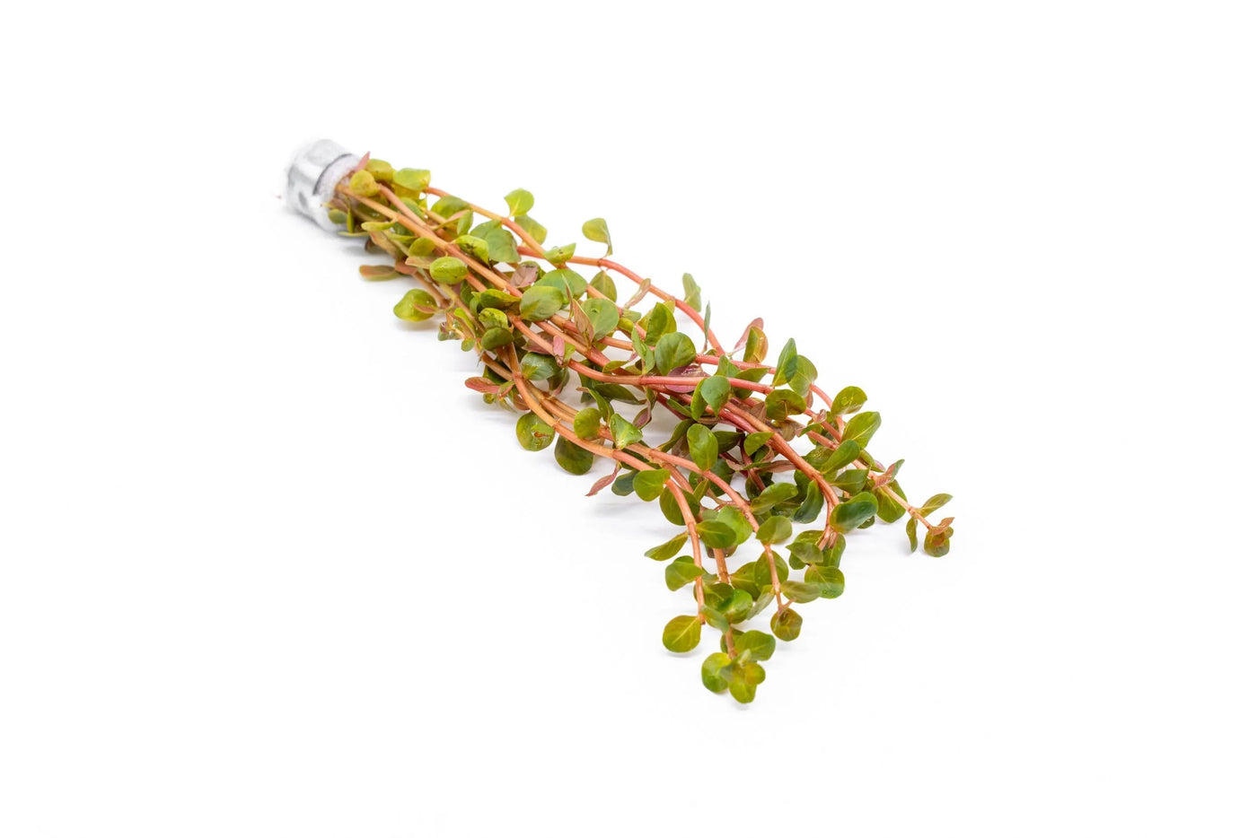 Rotala H'Ra