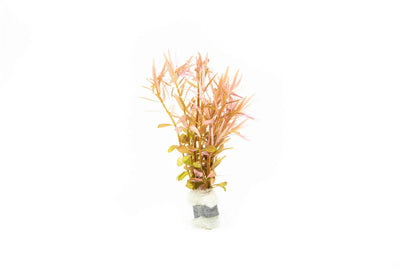 Rotala H'Ra