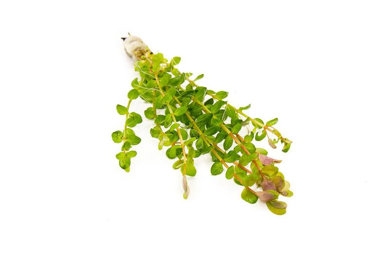 Rotala Indica