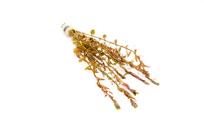 Rotala Rotundifolia Red