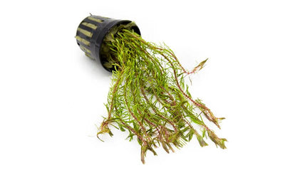 Rotala Wallichii