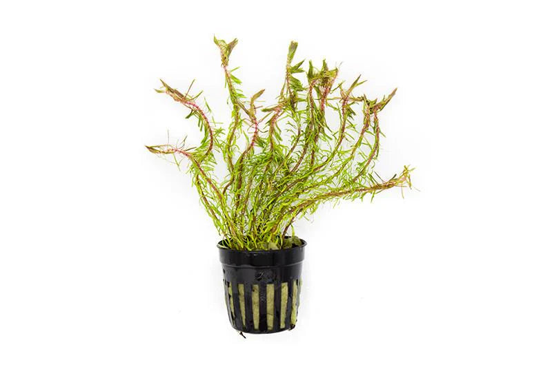 Rotala Wallichii