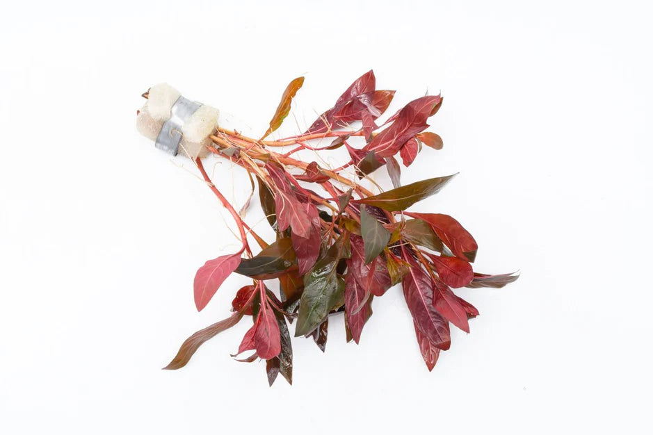 Alternanthera Reineckii