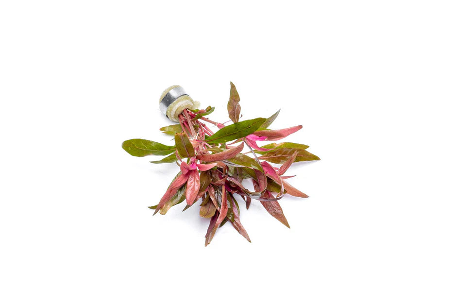 Alternanthera Reineckii