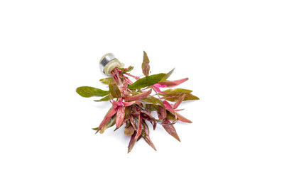 Alternanthera Reineckii