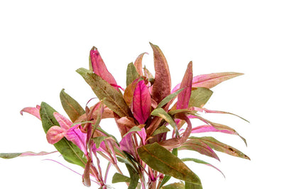 Alternanthera Reineckii