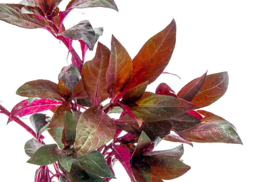 Alternanthera Reineckii