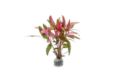 Alternanthera Reineckii
