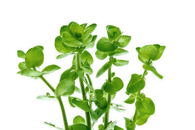 Bacopa Amplexicaulis