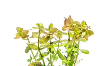Bacopa Caroliniana Red
