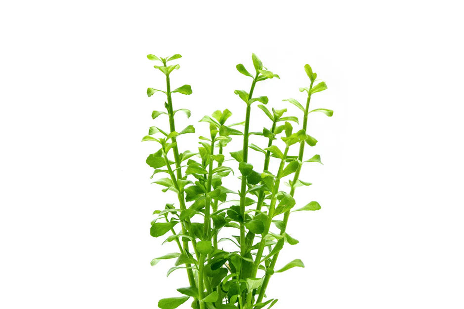 Bacopa Monniera