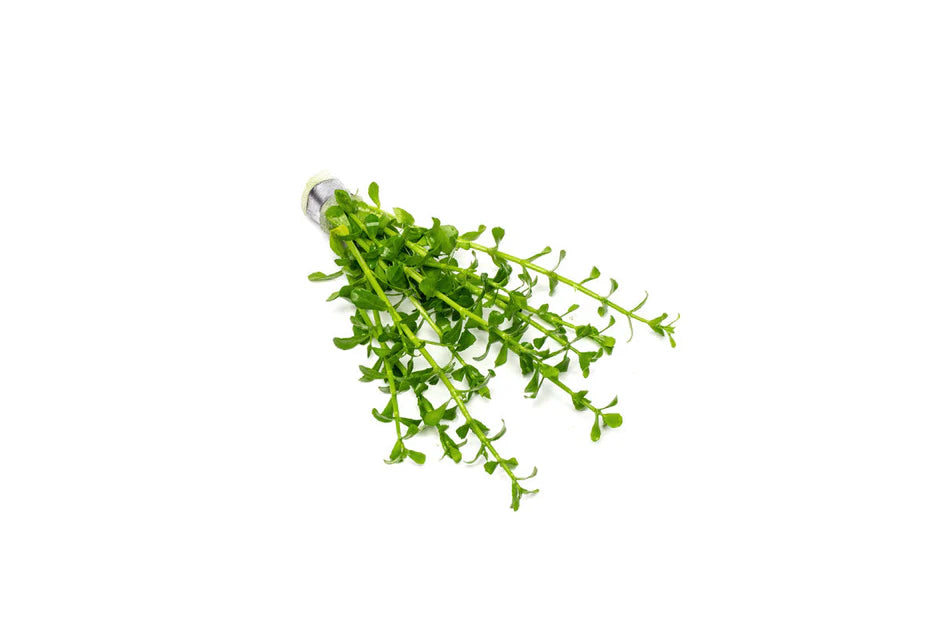 Bacopa Monniera