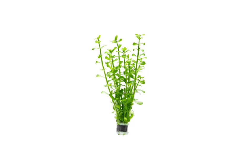 Bacopa Monniera