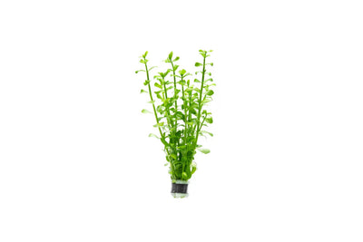 Bacopa Monniera