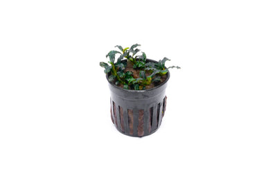Bucephalandra Brownie Adinda