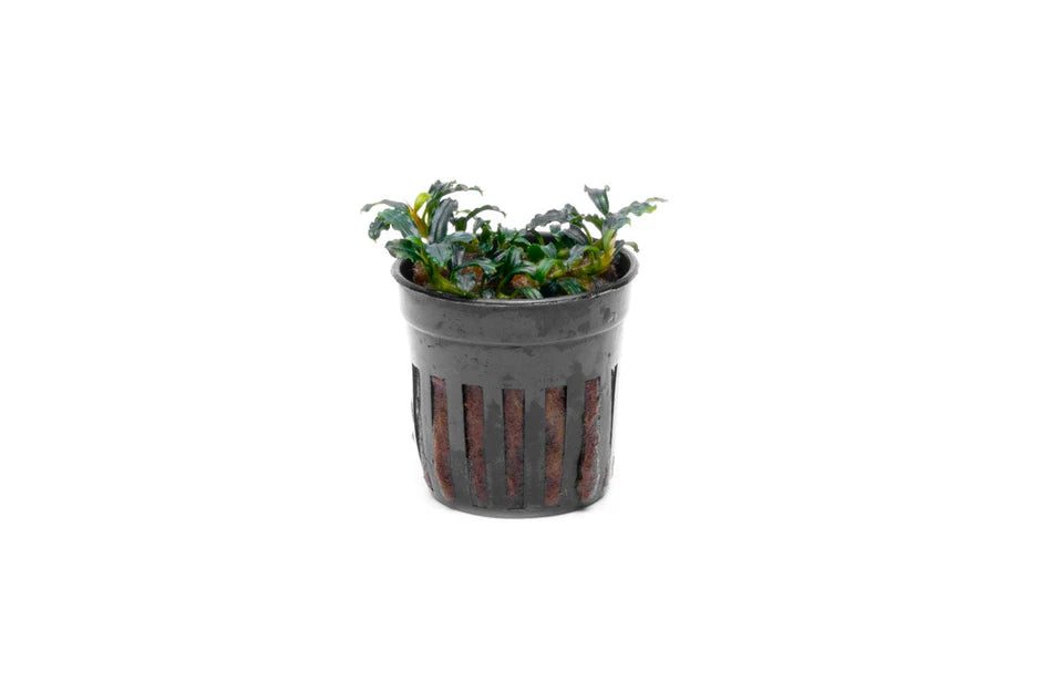 Bucephalandra Brownie Adinda