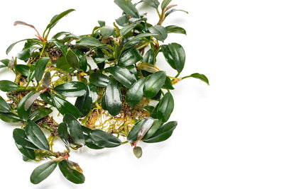 Bucephelandra Brownie Pheonix