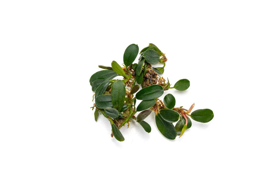Bucephelandra Brownie Pheonix