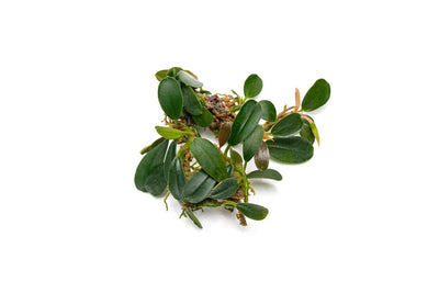 Bucephelandra Brownie Pheonix